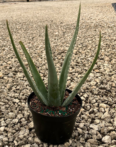 6" Aloe Vera  